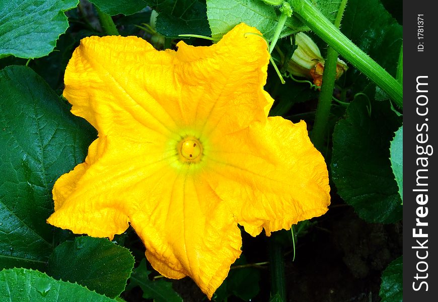 Yellow star shape flower, plant. Yellow star shape flower, plant