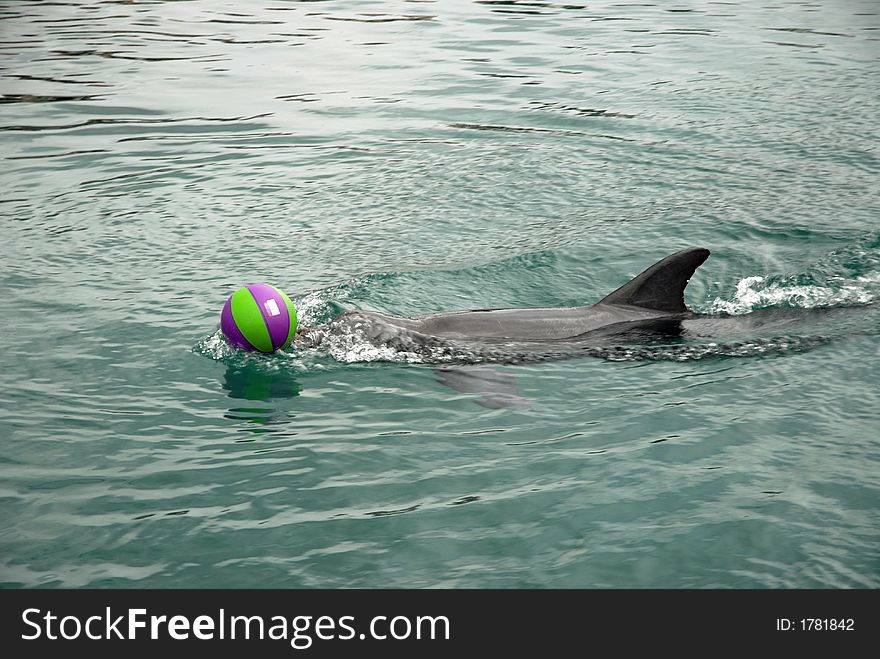 Dolphin and basketball in Mexico. Dolphin and basketball in Mexico