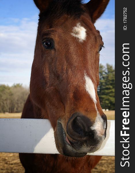 Brwon horse on a farm with white markings on the face. Brwon horse on a farm with white markings on the face