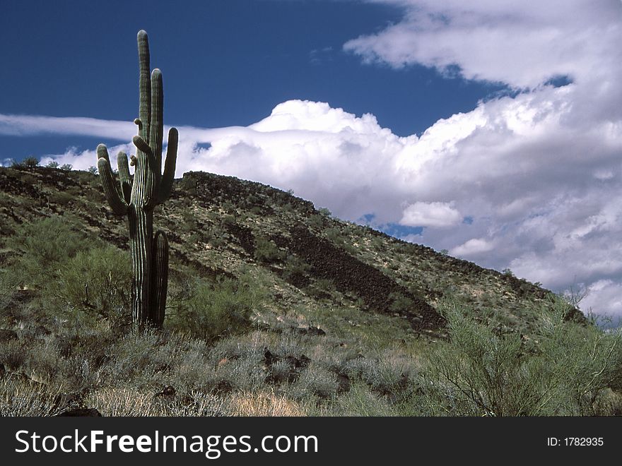 Saguaro cactus on a desert hillside in Arizona, near Phoenix. Saguaro cactus on a desert hillside in Arizona, near Phoenix.