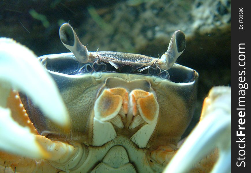 African Moon Crab
