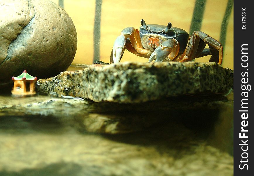 African Moon Crab On Ledge