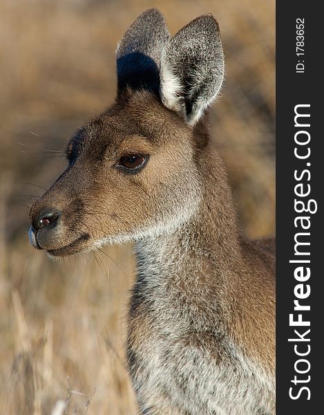 Portrait shot of Australian Kangaroo