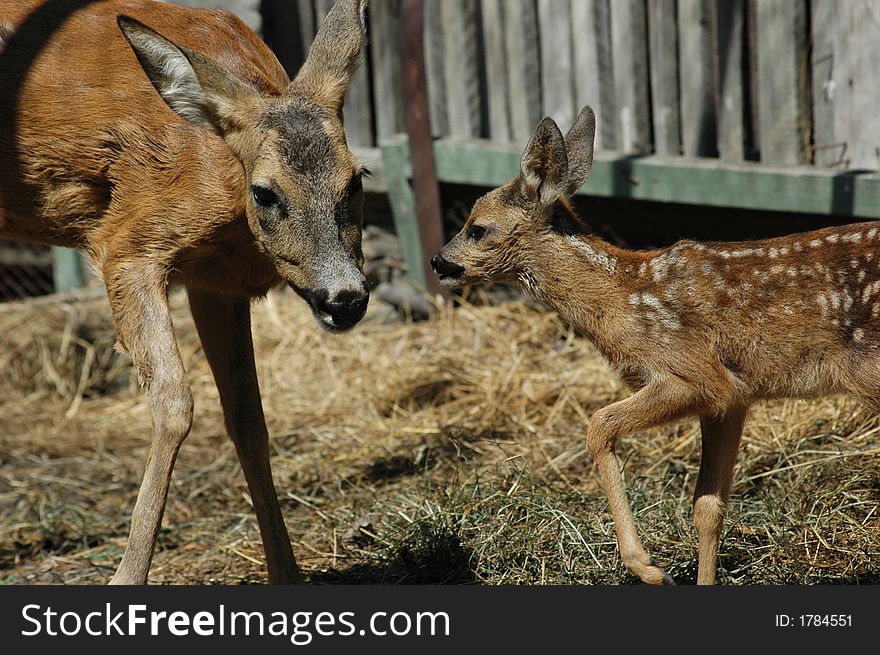 Deer and her baby