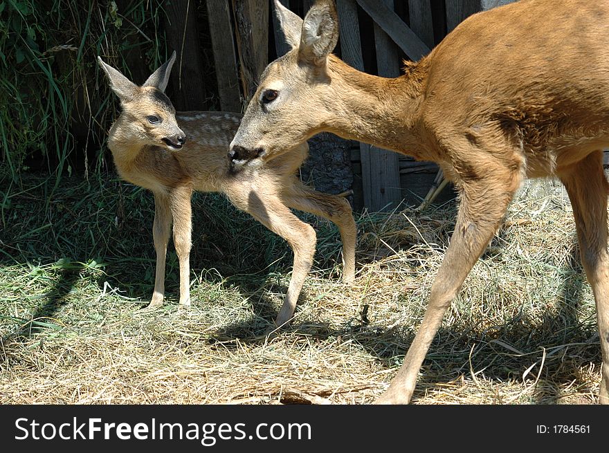 Mother deer and her baby