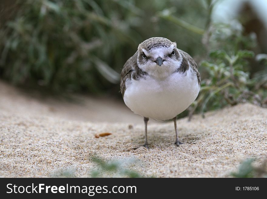 Portrait of Semipalmated Plover facing camera