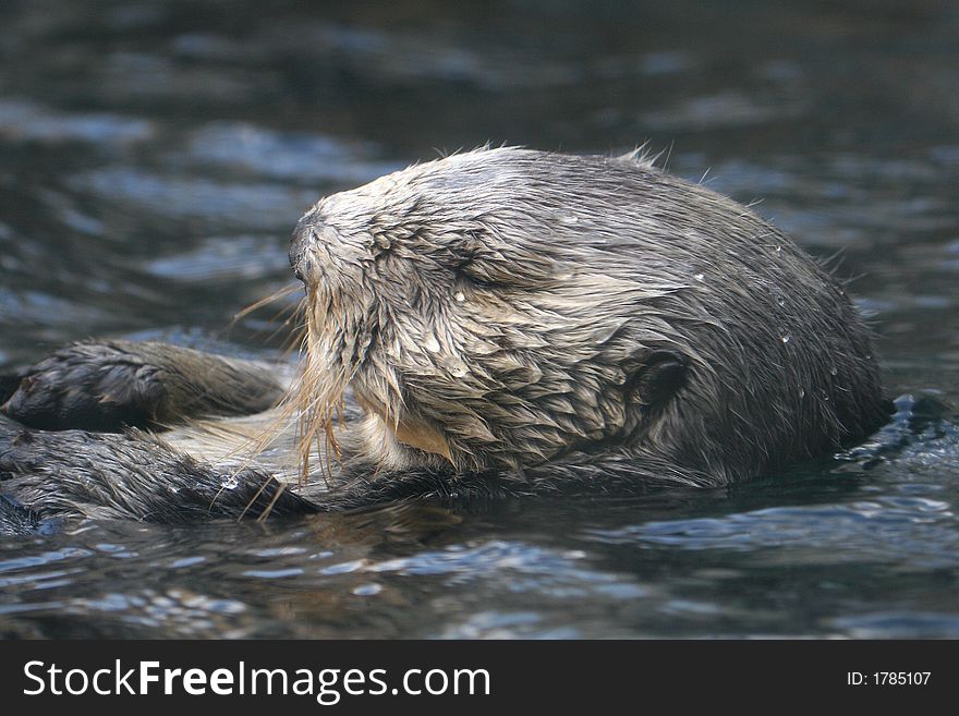 Portrait of California Sea Otter floating on ocean surface