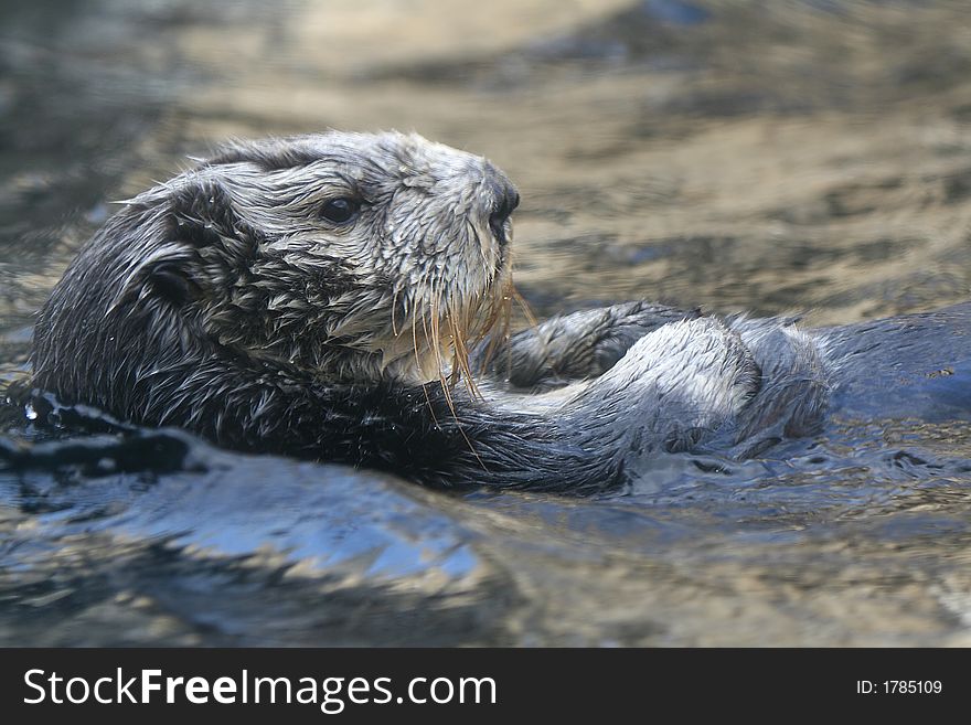 California Sea Otter floating on surface