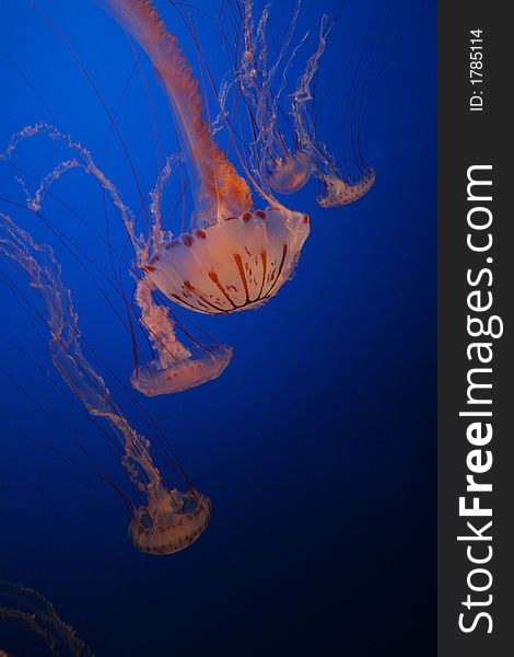 Jellyfish in deep blue sea