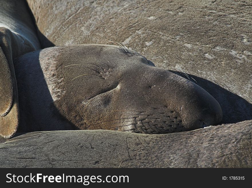 Portrait of elephant seal sleeping