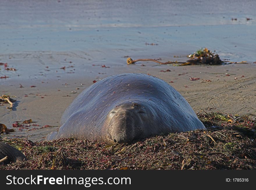 Big fat elephant seal bull lying on beach