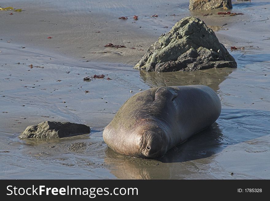 Elephant seal enjoying the sun on the shore