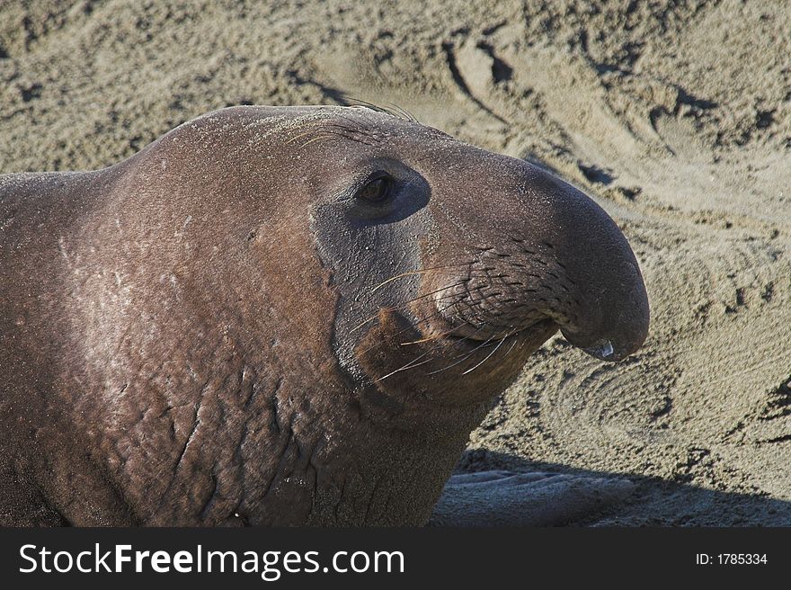 Portrait of young elephant seal bull