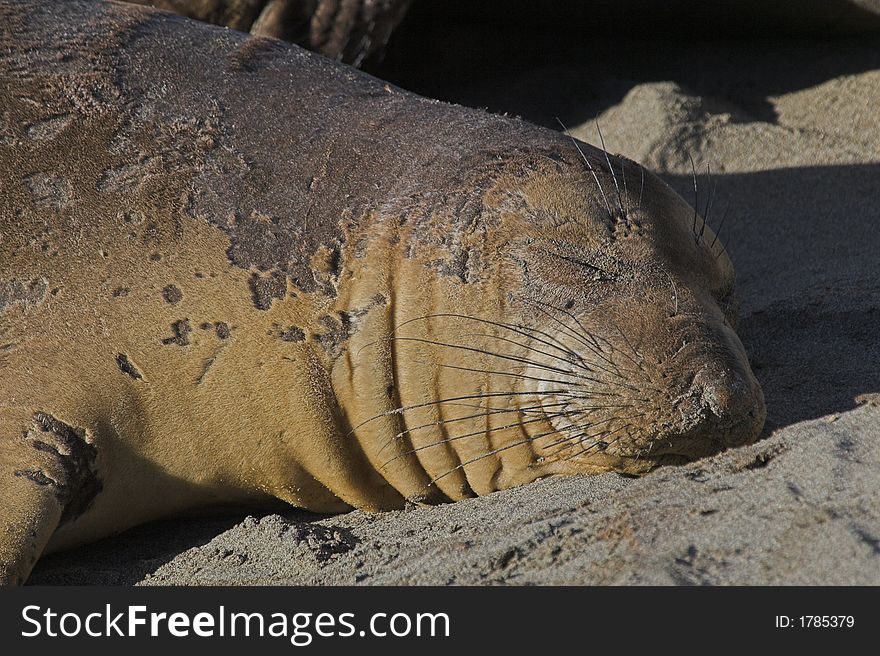 Portrait of young elephant seal sleeping on beach, shedding skin