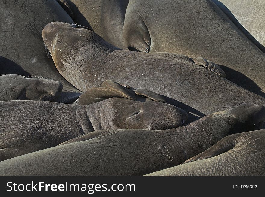 Group of elephant seals lying close together on beach sleeping