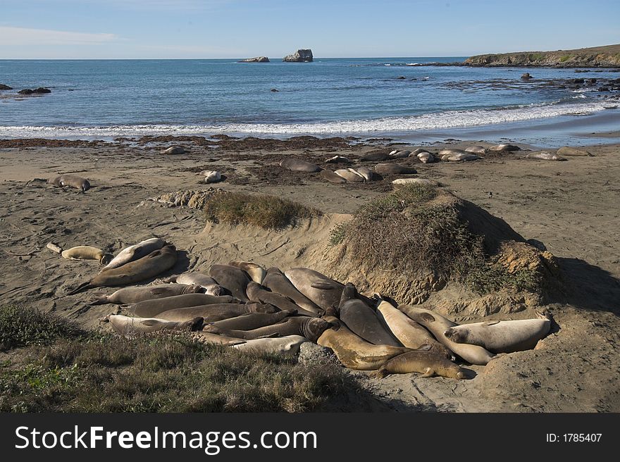 Elephant Seal Rookery