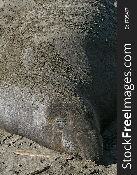 Big fat seal lying on sandy beach. Big fat seal lying on sandy beach