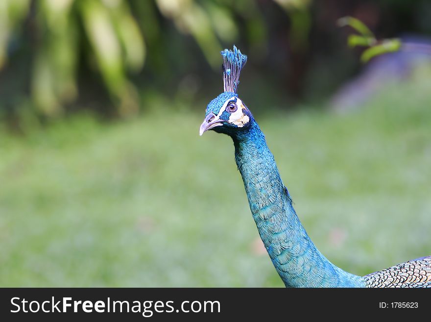 Image of peacock head on blurred background