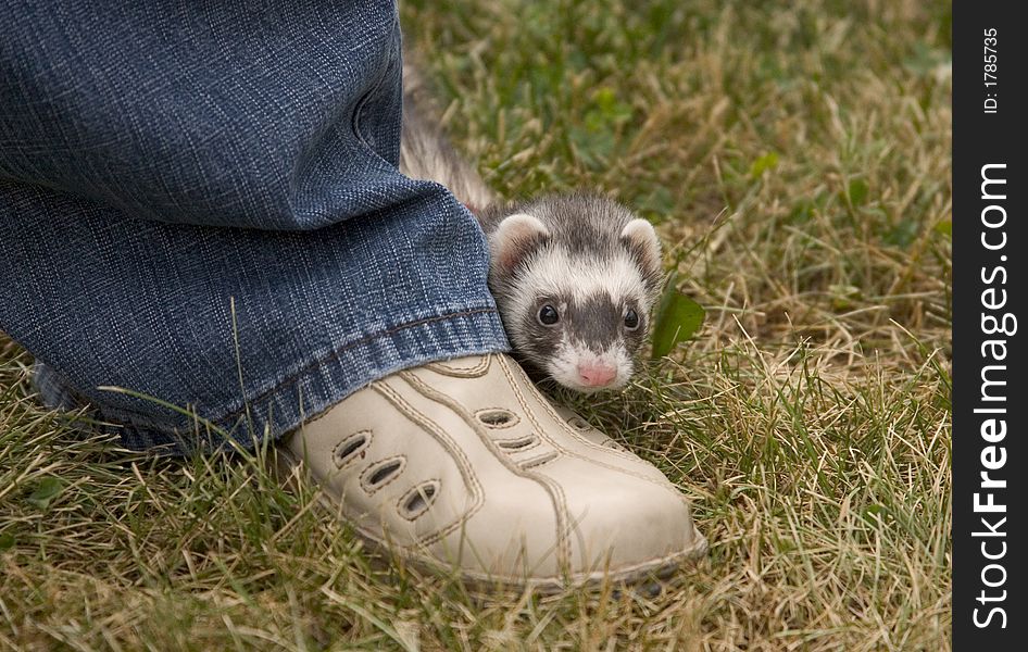 Little ferret hiding behind the leg outside. Little ferret hiding behind the leg outside