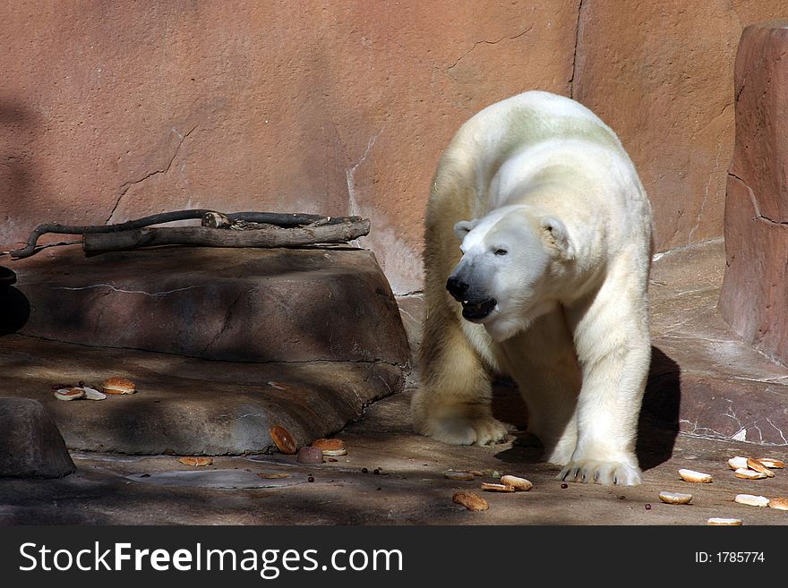 White bear walking in circles in the zoo