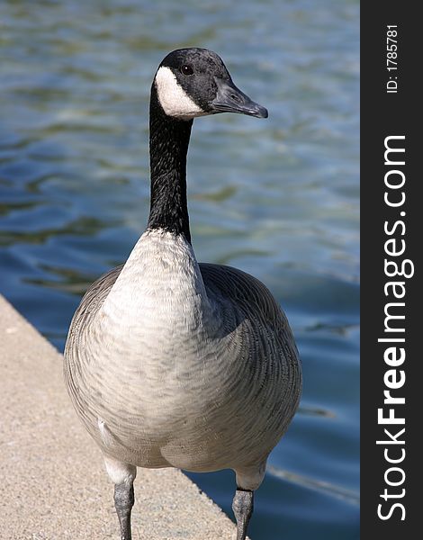 Grey goose by the fountain in Brookfield zoo. Grey goose by the fountain in Brookfield zoo