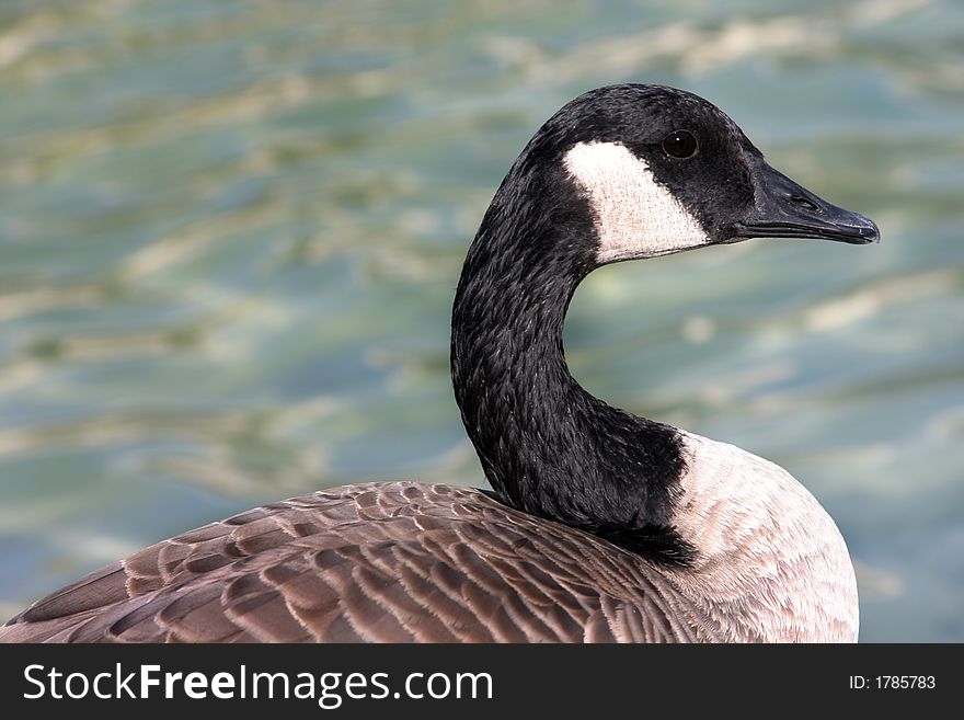 Grey goose by the fountain in Brookfield zoo