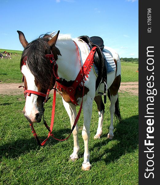 Pock-marked horse with red teams