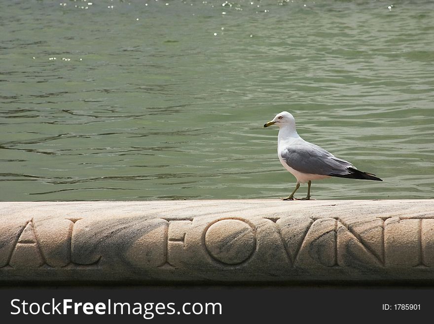 Seagull by the water sitting on a stone