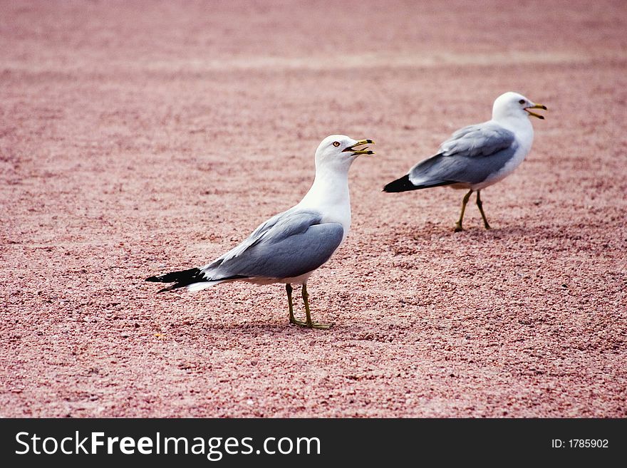 Two seagulls on the sand sitting and screaming