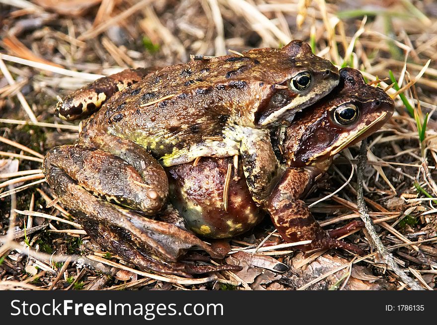 Spring love of two toads