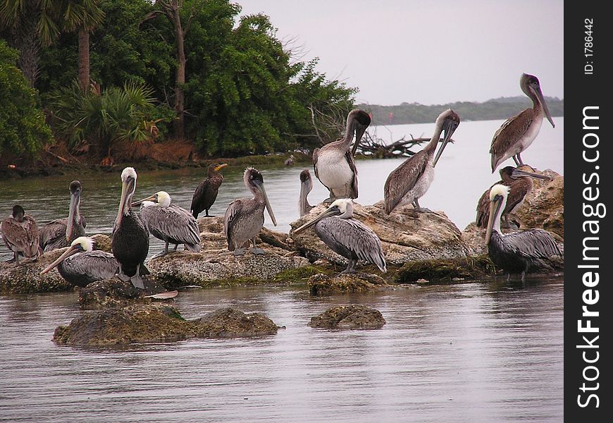 Pelicans dominate a rocky outcropping. Pelicans dominate a rocky outcropping