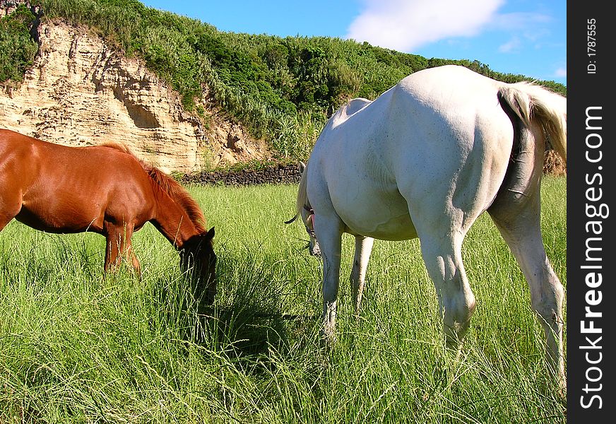Horses having a meal in the azorean fields. Horses having a meal in the azorean fields