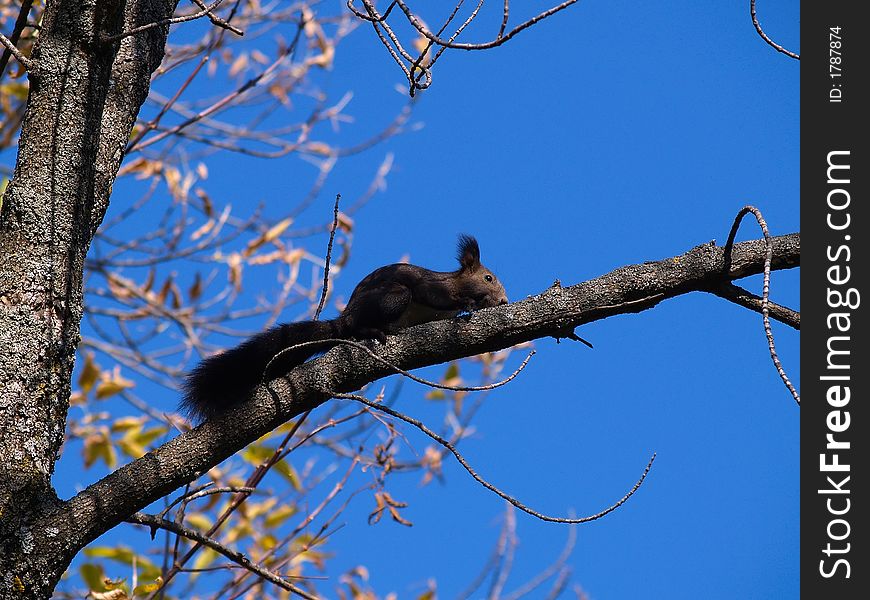 Wild animal background with black squirrel on the tree branch against the blue sky . Wild animal background with black squirrel on the tree branch against the blue sky