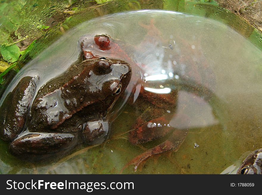 Two frogs sittings in a jar