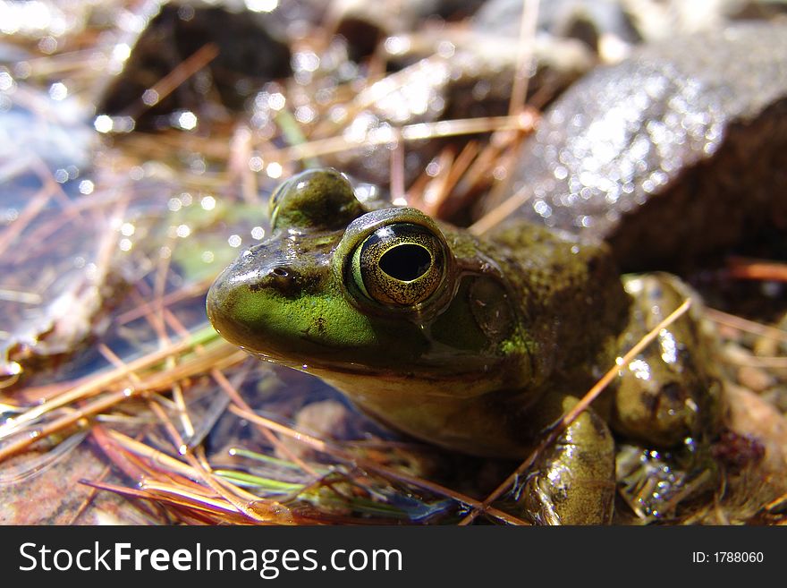 Close-up profile shot of a frog. Close-up profile shot of a frog