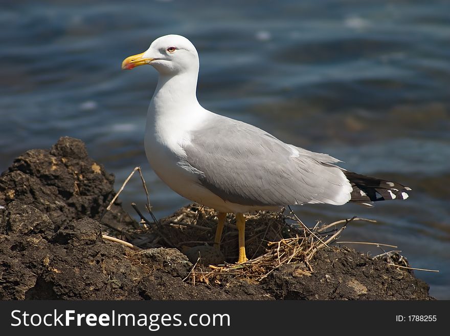 Seagull bird standing in its nest with an egg. Seagull bird standing in its nest with an egg