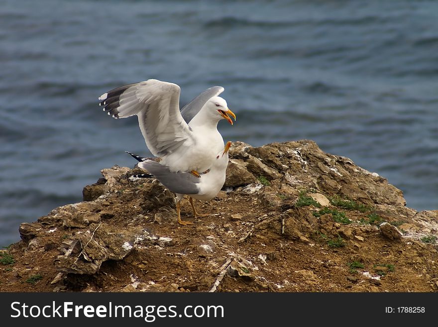 Copulation of seaguls that are sitting on the rock in the sea. Copulation of seaguls that are sitting on the rock in the sea