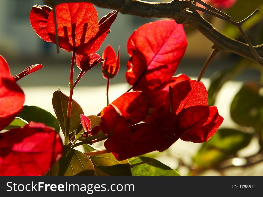 Red Flowers