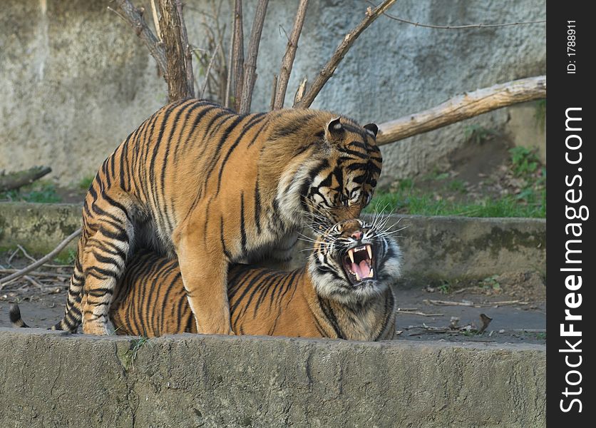 Animal; bengal; big; black; cat; cats; jungle; nature; pattern; safari; striped; tiger; tigers; tigress; wildcat; zoo