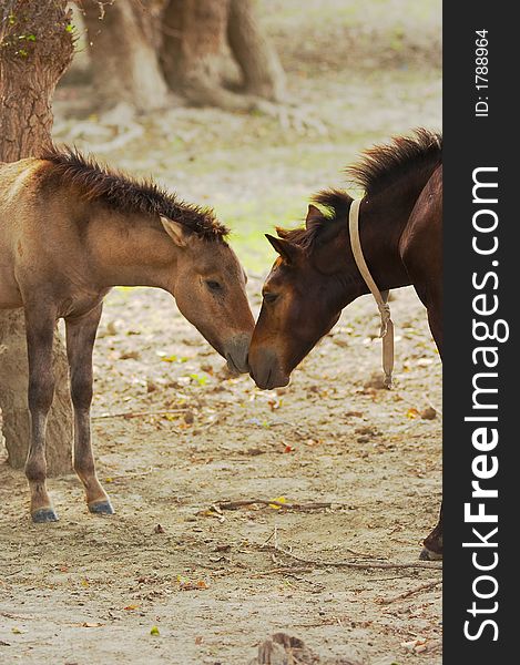 Two horses playing in the wood. Two horses playing in the wood.