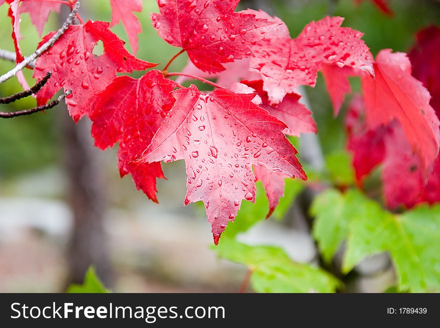 Raindrops on red and green foliage. Raindrops on red and green foliage