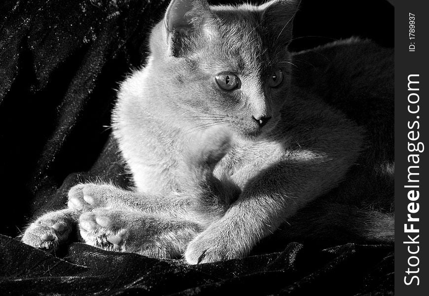 Grey cat watching with attention sitting in the evening sunlight