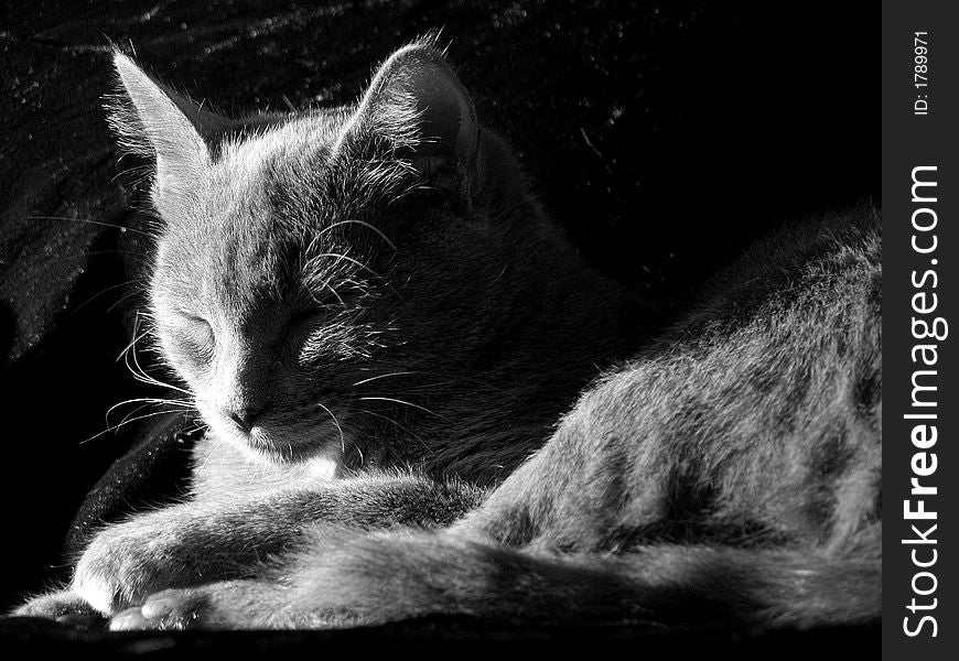 Grey cat sleeping in the evening sunlight