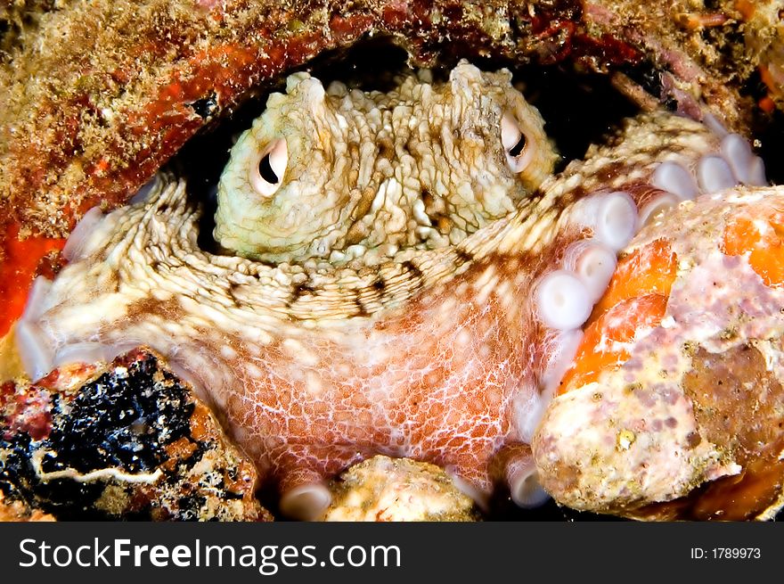 Caribbean octopus in hiding pot. Bonaire. Caribbean octopus in hiding pot. Bonaire