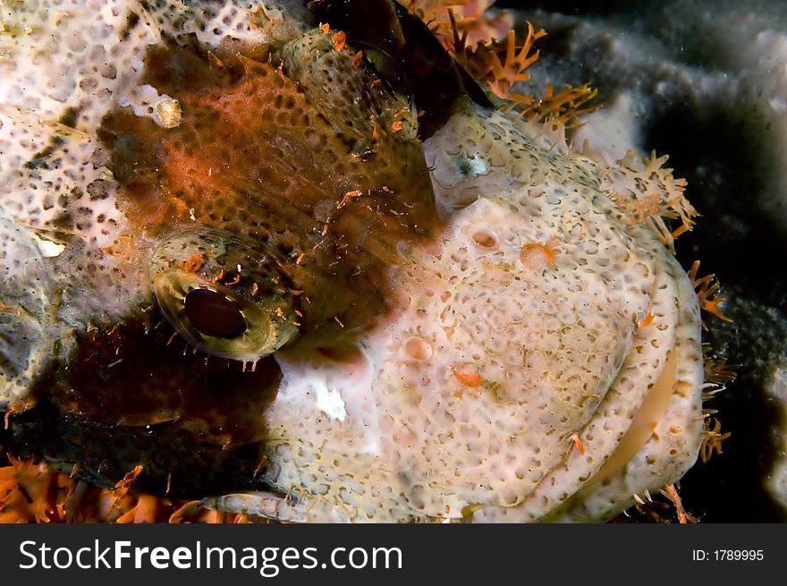 Scorpion Fish On Reef.  Indonesia Sulawesi