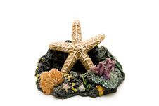Sea Star And Coral Stock Image