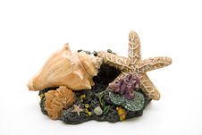 Sea Star And Mussel Royalty Free Stock Photo