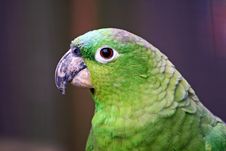 Green Cockatiel Head Royalty Free Stock Photography Green Cockatiel Head Royalty Free Stock Photography