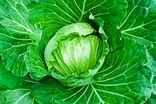 Fresh Green Cabbage Closeup Stock Images