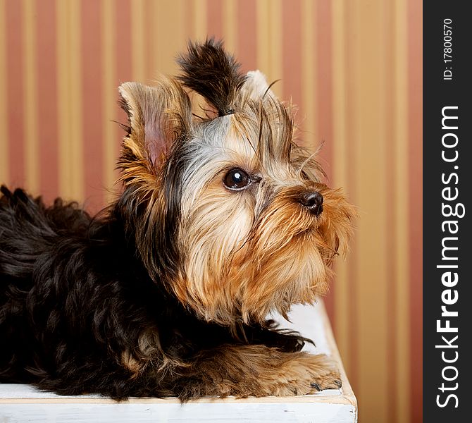 Cute Yorkshire Terrier Puppy. studi shot.